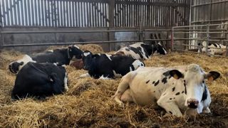 La préparation conditionne le bon démarrage de la nouvelle lactation. La préparation conditionne le bon démarrage de la nouvelle lactation.