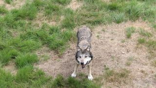 La Coordination rurale réclame des outils de défense contre les loups plus réactifs.