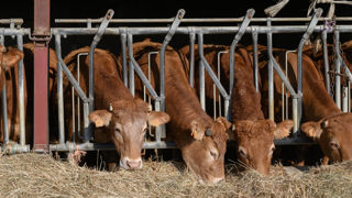 Lors du congrès de la Fédération Nationale Bovine, le 13 février 2025, les éleveurs restent opposés à l'accord avec le Mercosur. Lors du congrès de la Fédération Nationale Bovine, le 13 février 2025, les éleveurs restent opposés à l'accord avec le Mercosur.