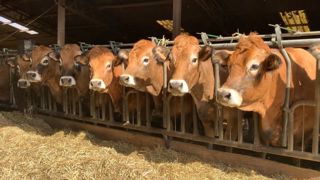 Pour la FNB, l'embellie des cours de la viande est une conséquence de la décapitalisation bovine, mais aussi d'une prise de conscience de la filière permise par les lois Egalim. Pour la FNB, l'embellie des cours de la viande est une conséquence de la décapitalisation bovine, mais aussi d'une prise de conscience de la filière permise par les lois Egalim.