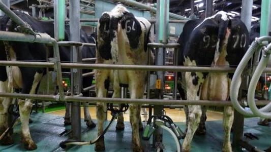 Traite des vaches