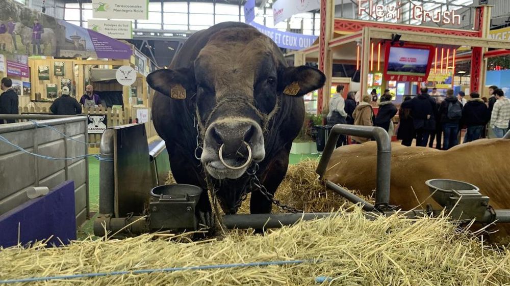 Taureau Aubrac au SIA