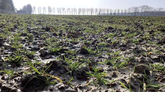 [] L’état des céréales d’hiver se dégrade