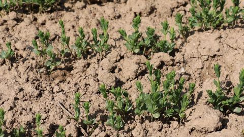 La pression réglementaire et sociétale pèse sur la disponibilité des matières actives pour lutter contre les bioagresseurs du lin. Les approches combinatoires, mobilisant la génétique, l’agronomie et les solutions de biocontrôle donnent des résultats encourageants.