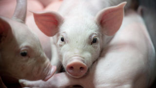 Face à la présence la peste porcine africaine (PPA) aux portes de l’Hexagone, l’interprofession porcine veut que la totalité des exploitations soient auditées en biosécurité d’ici à 2030. Face à la présence la peste porcine africaine (PPA) aux portes de l’Hexagone, l’interprofession porcine veut que la totalité des exploitations soient auditées en biosécurité d’ici à 2030.