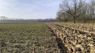 Certaines parcelles de céréales d'hiver ont été impactées par les pluies de l'hiver 2025. Certaines parcelles de céréales d'hiver ont été impactées par les pluies de l'hiver 2025.