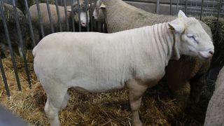 Ce bélier île-de-France en concours le 23 février au Salon de l'agriculture fait partie des douze mâles en vente aux enchères en ligne.