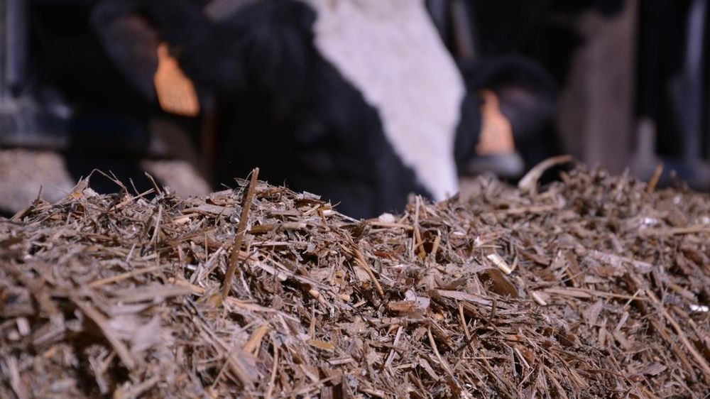 Ration vaches laitières