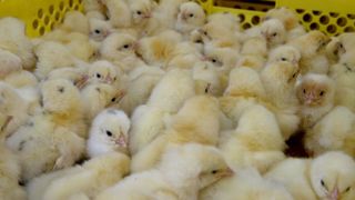Les discussions pour déterminer les modalités de prise en charge financière du sexage des poussins dans l’œuf reprennent. Les discussions pour déterminer les modalités de prise en charge financière du sexage des poussins dans l’œuf reprennent.