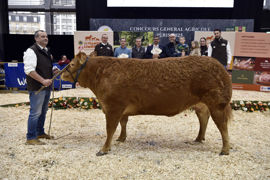Rapsodie du Gaec Lathière (Haute-Vienne) a été vendue 11 100 € pour son homogénéité, son ouverture de bassin et ses masses musculaires.