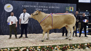 Saline a été adjugée aux enchères, à 17,60 €/kg de carcasse pour une pesée à 966 kg. Cette génisse est née sur l'EARL des Trois Portes (Seine-Maritime) et présente beaucoup de muscles et un bon dos, avec une ossature fine.