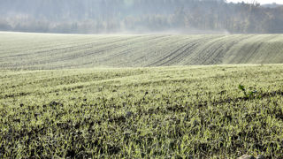 Dans son bulletin publié le 24 février 2025, la Commission européenne estime que les cultures d'hiver européennes sont dans un état moyen à bon. Dans son bulletin publié le 24 février 2025, la Commission européenne estime que les cultures d'hiver européennes sont dans un état moyen à bon.