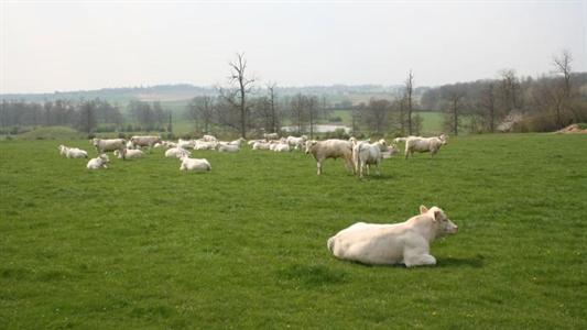 Vaches à viande.