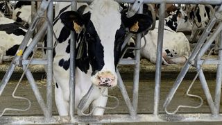 Le mois de décembre a vu la collecte basculer en négatif, à –0,9 % par rapport à décembre 2023.