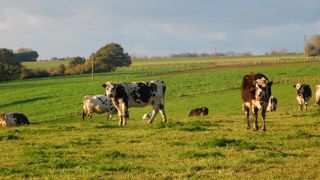 Les onze élevages pratiquant la monotraite enquêtés en Normandie proposent des rations comptant plus de 99 % d’herbe.