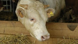 Les abattages de gros bovins mâles ont chuté de 8,4 % en janvier 2025. Les abattages de gros bovins mâles ont chuté de 8,4 % en janvier 2025.