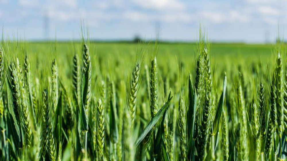 La combinaison gagnante de Yara® pour un blé de qualité