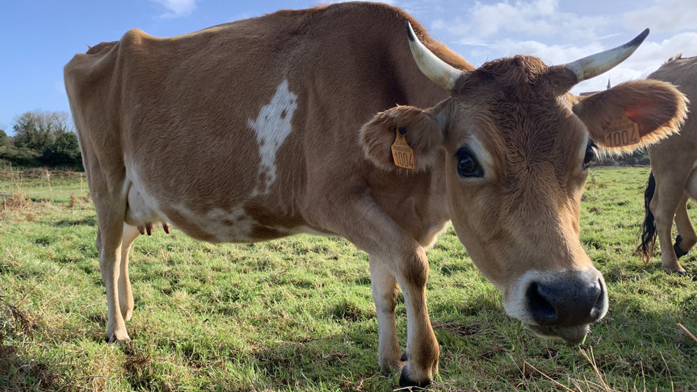 vache jersiaise