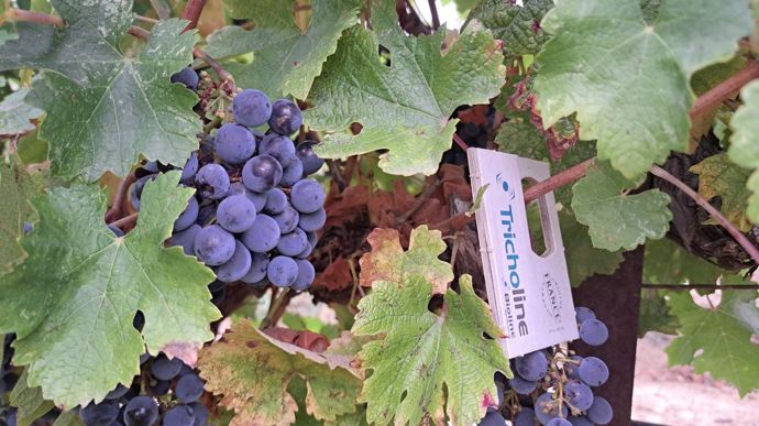 Bioline AgroSciences, désormais sous pavillon Eurazeo, propose un portefeuille diversifié de solutions de biocontrôle telles que les trichogrammes.