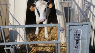 Une méthode simple mais efficace permet à Alexandre Couchot, éleveur laitier, d'assurer le suivi précis de ses veaux.