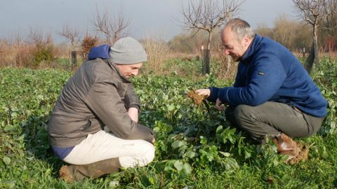 Philémon Daubard, chef de culture à Terra Ferma (à droite), fait le point sur ses engrais verts d'hiver avec Jean-Christophe Grolleau, animateur du groupe Dephy maraîchage diversifié du Gers.