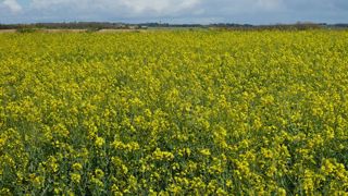 La moitié du rendement du colza bio environ dépend de la biomasse atteinte en sortie d’hiver.