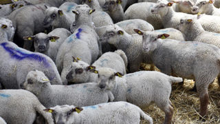 En janvier 2025, les abattages français d'agneaux chutent de 10 % sur un an et de 17,6 % par rapport à la moyenne de 2020-2024.