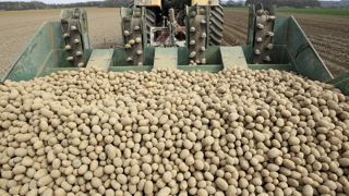 L’Union nationale des producteurs de pommes de terre (UNPT) dénonce une « chute brutale des prix sur le marché libre de l’industrie », un signal qui « est voulu », estime-t-elle. L’Union nationale des producteurs de pommes de terre (UNPT) dénonce une « chute brutale des prix sur le marché libre de l’industrie », un signal qui « est voulu », estime-t-elle.