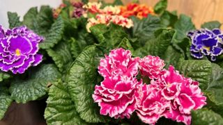 Primula acaulis 'Flamenco' Mix F1. Primula acaulis 'Flamenco' Mix F1.