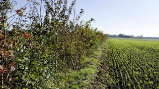 Les motivations à se lancer dans l’agroforesterie sont variées : de l’amélioration de la biodiversité, à la production de fruits, en passant par la réduction de l’érosion ou la valorisation en bois d’œuvre. Les motivations à se lancer dans l’agroforesterie sont variées : de l’amélioration de la biodiversité, à la production de fruits, en passant par la réduction de l’érosion ou la valorisation en bois d’œuvre.