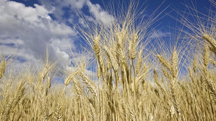 [] La France décline dans les échanges mondiaux de blé dur