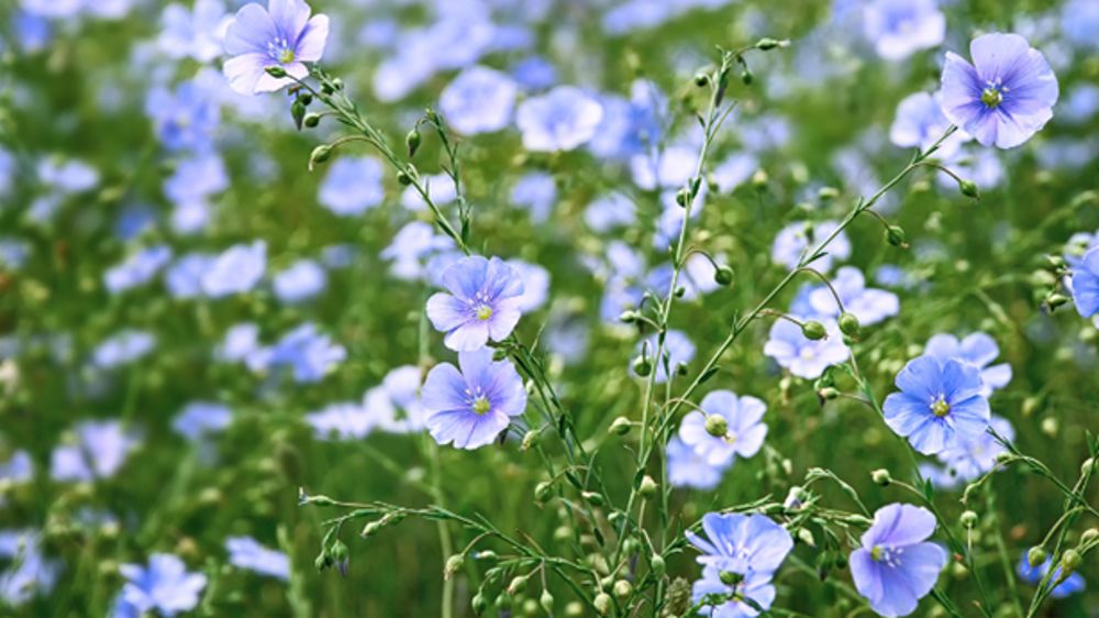 Renforcer la croissance du lin pour optimiser rendement et qualité