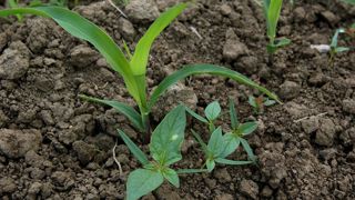 « Dès que le sol est réchauffé, des levées peuvent être observées à la fin de mai et au début de juin, sur les bords des champs de maïs », informe Antoine Villard, conseiller à la chambre d’agriculture de la Saône-et-Loire. « Dès que le sol est réchauffé, des levées peuvent être observées à la fin de mai et au début de juin, sur les bords des champs de maïs », informe Antoine Villard, conseiller à la chambre d’agriculture de la Saône-et-Loire.