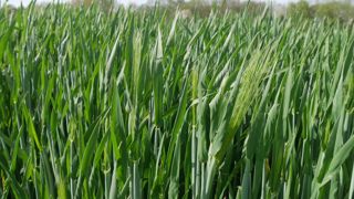 Désormais, toutes les variétés d'orge d'hiver inscrites sont tolérantes à la JNO.