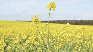 Pékin a annoncé des droits de douane supplémentaires sur plusieurs produits agricoles canadiens, notamment l’huile de colza. (Photo d'illustration)