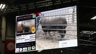 L'enchère record a été remportée par un bélier île-de-France. Julien Pané, un jeune exploitant de la Côte-d'Or, l'a acquis 3 200 €.