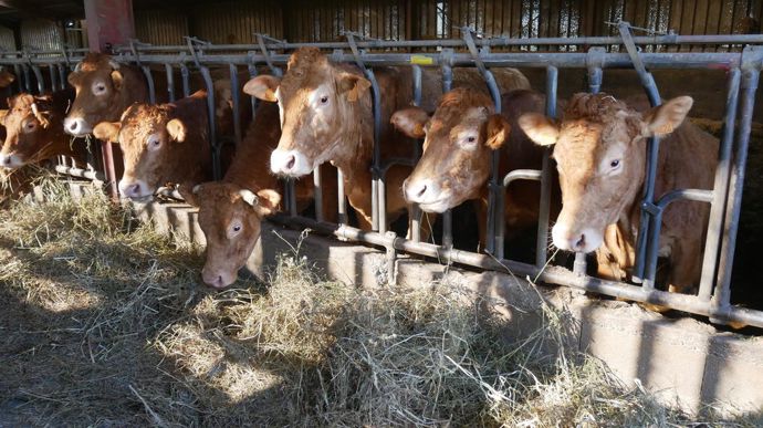 [] Des fourrages de qualité pour des bovins en pleine santé