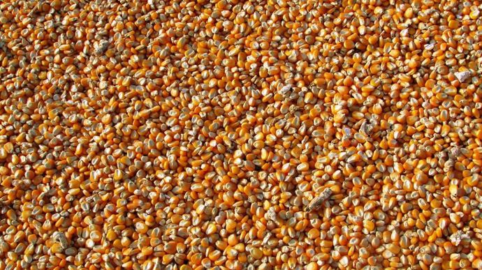 [] L’USDA revoit les stocks mondiaux de maïs à la baisse