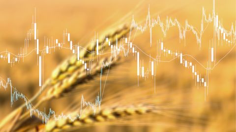 Sur le marché européen, les céréales restent pénalisées par la force de l'euro par rapport au dollar. Sur le marché européen, les céréales restent pénalisées par la force de l'euro par rapport au dollar.
