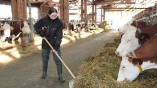 Justine a toujours connu les vaches grâce à son père agriculteur. Elle a choisi de continuer dans le milieu agricole.