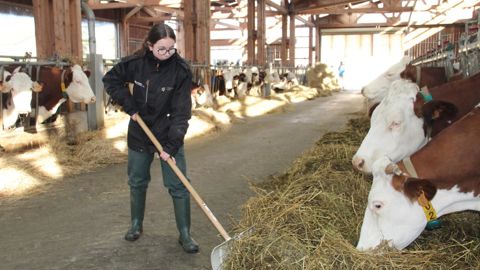Justine a toujours connu les vaches grâce à son père agriculteur. Elle a choisi de continuer dans le milieu agricole.