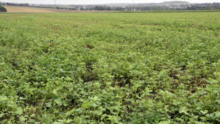 Le manque de rémunération de la luzerne déshydratée amène certains planteurs à réduire les surfaces.