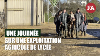 Les lycéens dressent une vache pour le trophée international de l'Enseignement agricole. Les lycéens dressent une vache pour le trophée international de l'Enseignement agricole.