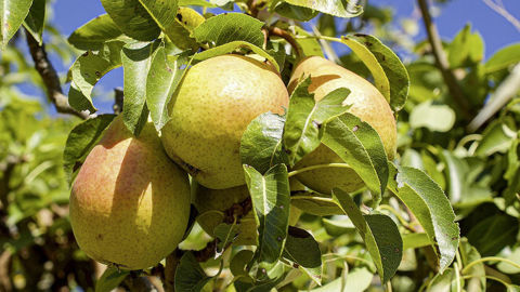 En 2024, l'aide pour la production de poires destinées à la transformation est fixé à 1 130 € contre 1 300 € en 2023.