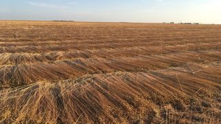 En 2024, les surfaces françaises de lin fibre ont atteint 162 124 ha.