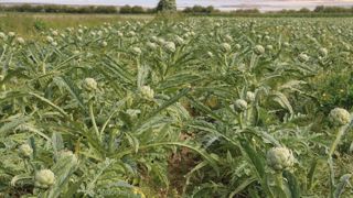 Produit emblématique de la coopérative Sica de Saint-Pol-de-Léon, l’artichaut a subi des pertes de surface mais la bonne rémunération a permis de limiter la baisse avec un chiffre d'affaires en baisse de 6 %.