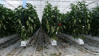 « Les serres sont un outil indispensable pour retrouver de la souveraineté sur nos cultures légumières », estime Daniel Sauvaitre, président d’Interfel.