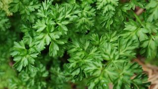Le cerfeuil simple est une plante aromatique qui se sème en mars. Le cerfeuil simple est une plante aromatique qui se sème en mars.