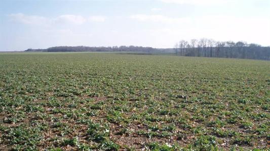 Parcelle de colza début mars.