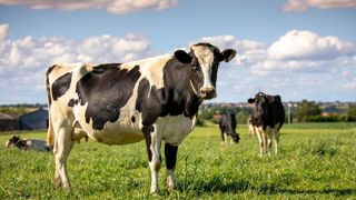 La mise à l'herbe est retardée sur la moitié nord de la France. La mise à l'herbe est retardée sur la moitié nord de la France.